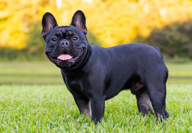 small french bulldog