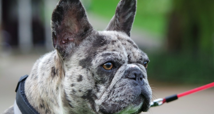 blue merle french bulldog for sale