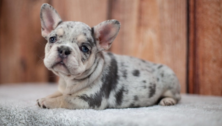 blue merle french bulldog