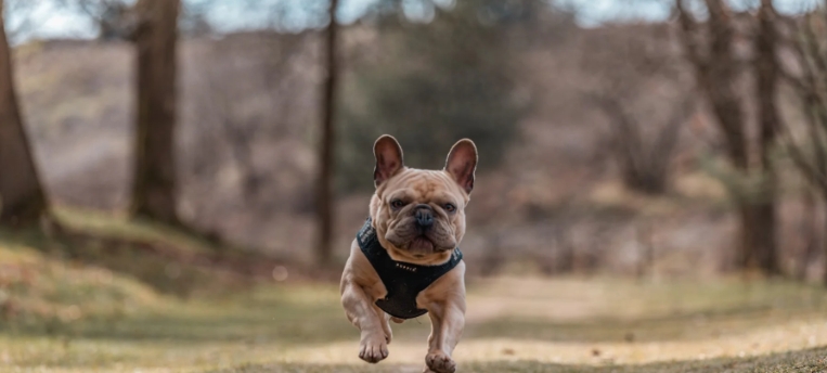 female french bulldog for sale