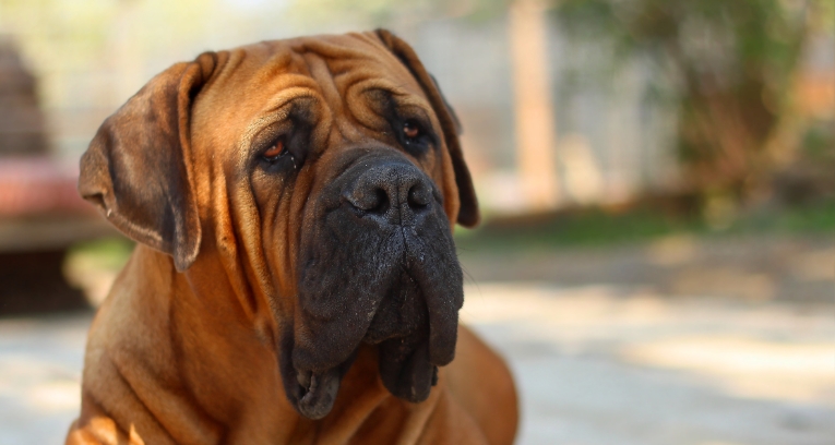 bulldog face