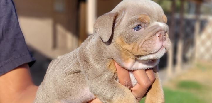 miniature bulldog for sale