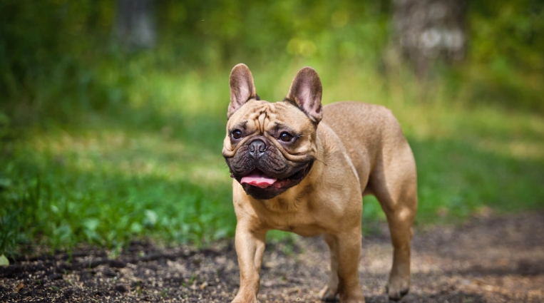 cheap french bulldogs for sale