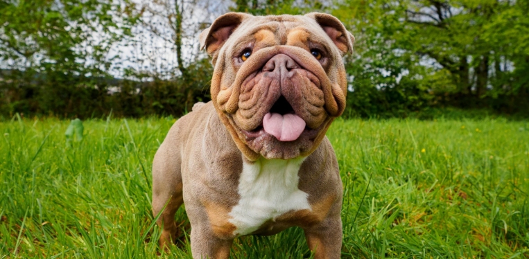 british bulldog