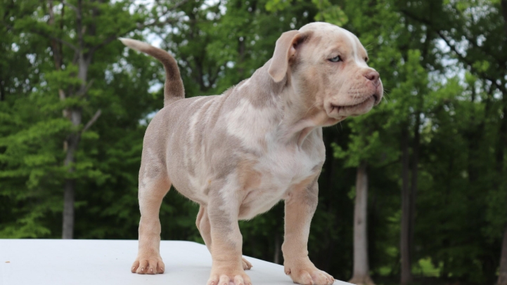 american bully xl puppies for sale