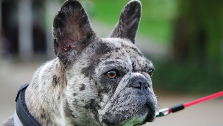merle french bulldog price
