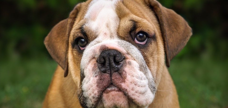free english bulldog puppies near me
