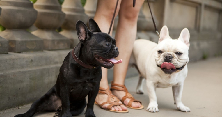 french bull dogs for adoption