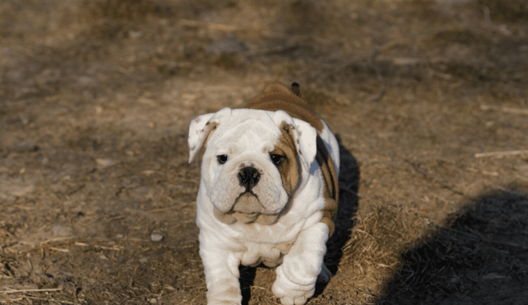 miniature english bulldog