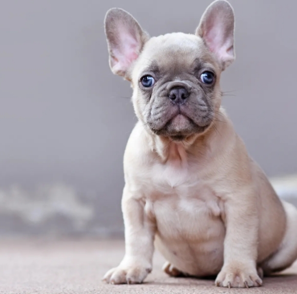 bald french bulldog