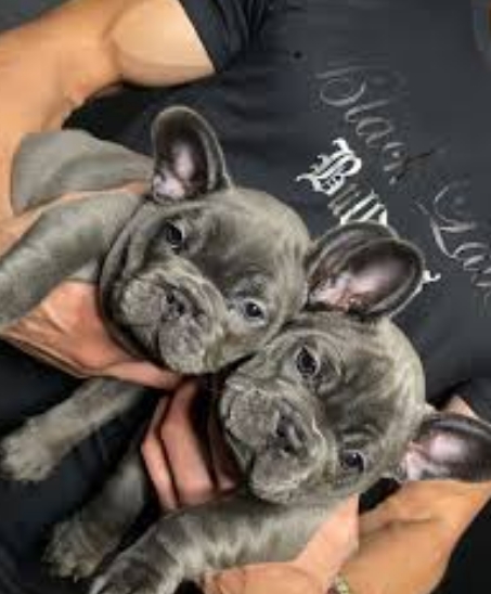 black label bulldogs