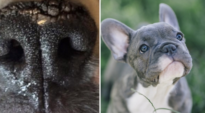 french bulldog dry nose