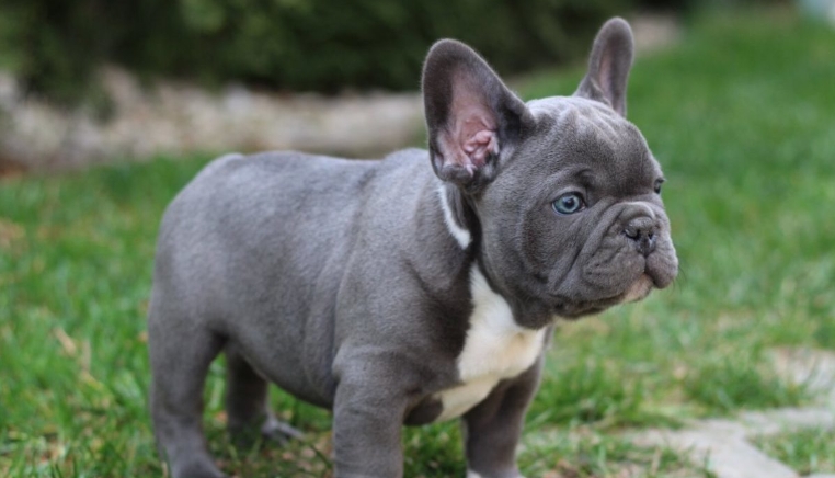 bulldogs near me