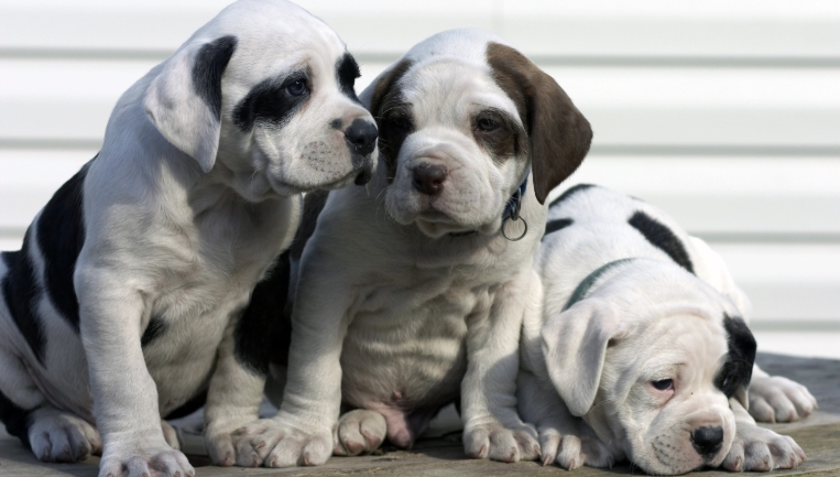 american bulldog