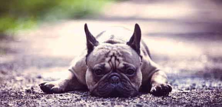 purina pro plan french bulldog