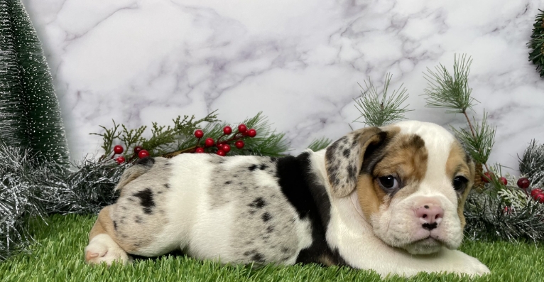 english bull dogs for sale