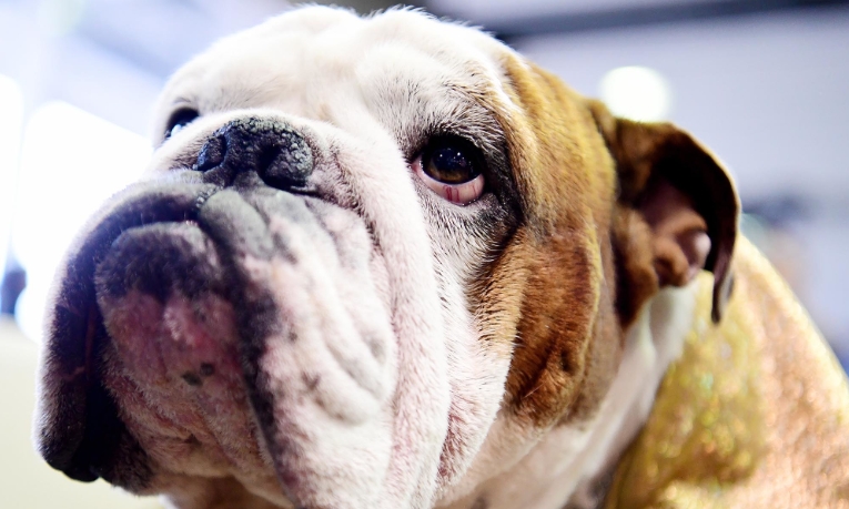 bulldog breeders near me