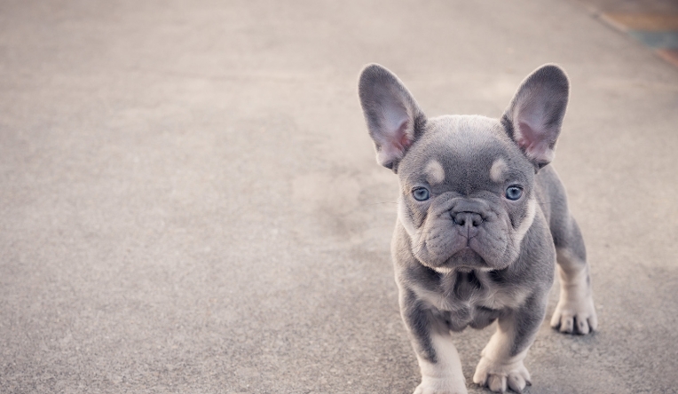 lilac french bulldog