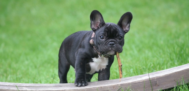 mini french bulldog
