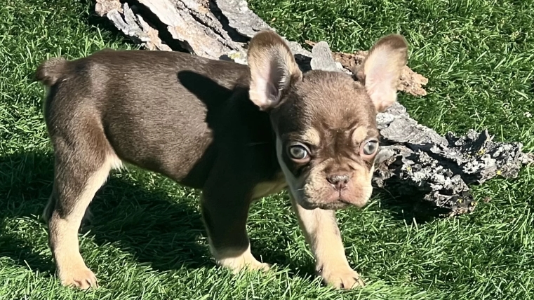 french bulldog puppies for adoption near me