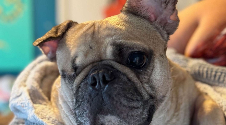 french bulldog adoption near me