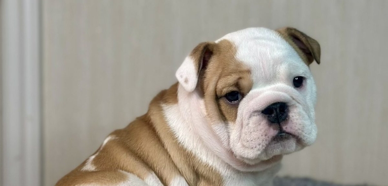 english bulldogs for sale near me