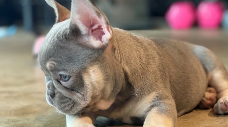 french bulldog breeders near me