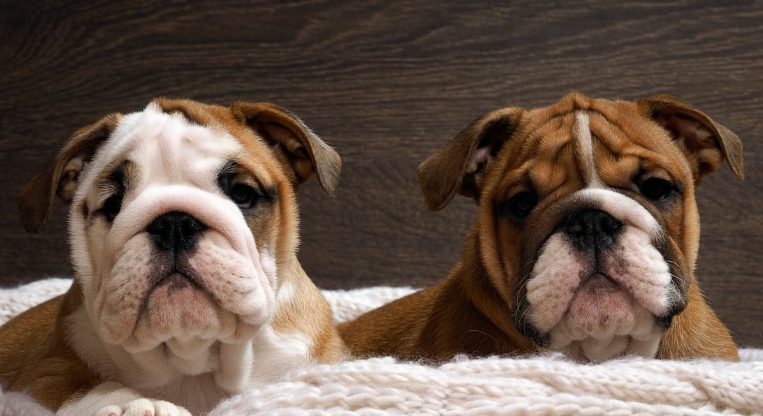bulldog puppies