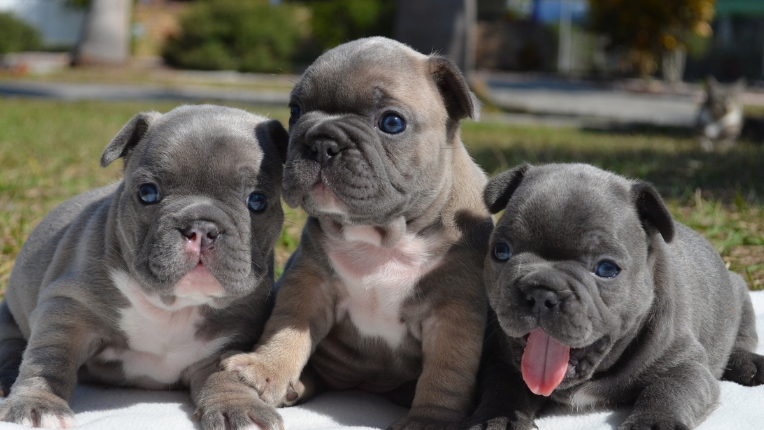 french bulldog puppies for sale near me