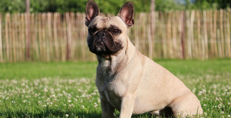 french bulldogs for sale near me