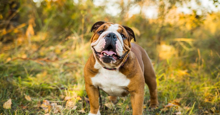 english bulldog puppies