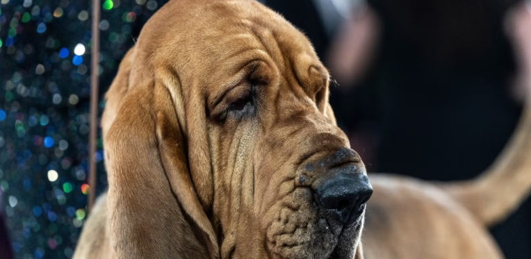 trumpet the bloodhound