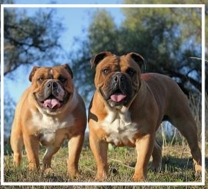 aussie bulldogs for sale