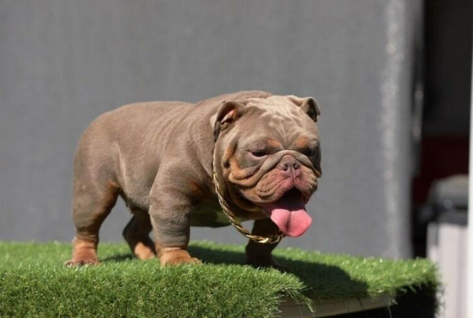 english bulldog stud