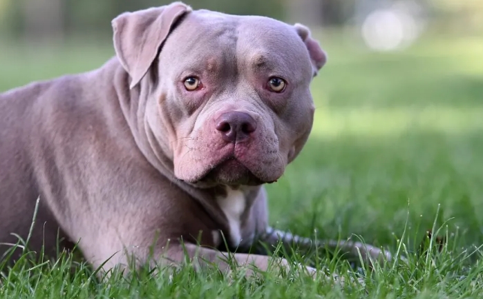 xl american bully puppies for sale cheap