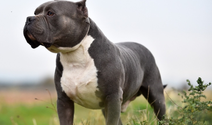 xl bullies for sale near me