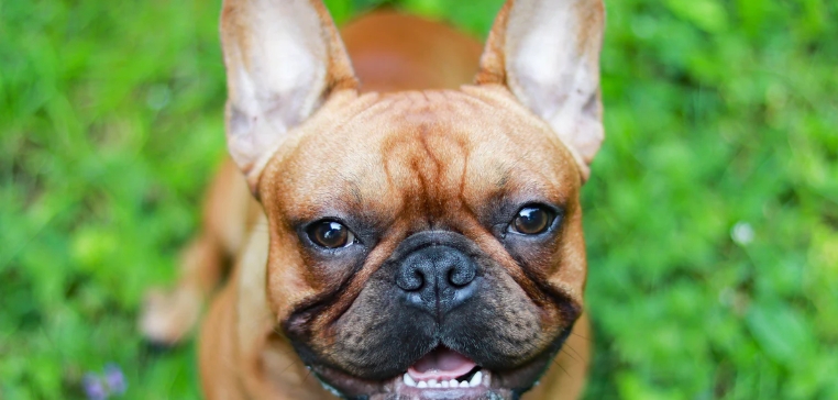squishface wrinkle wipes
