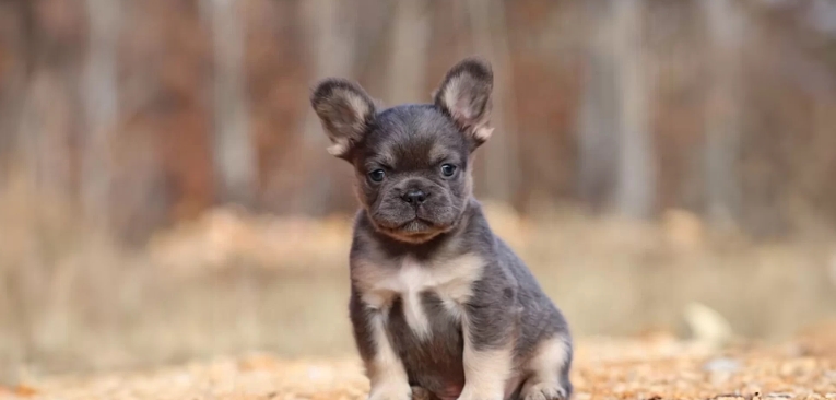 fluffy french bulldog
