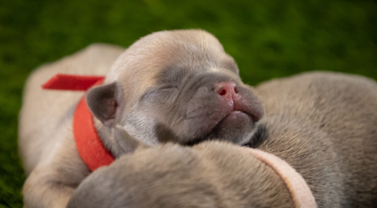 french bulldog cost