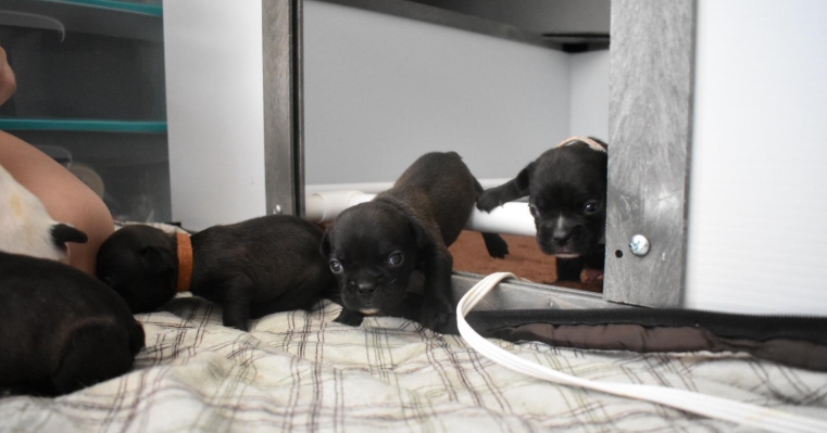 royal canin french bulldog adult