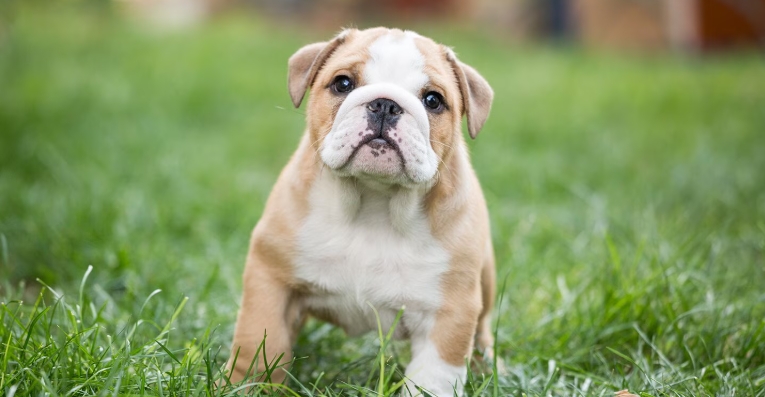 bulldog puppies near me