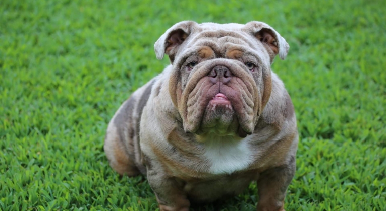english bulldog breeders near me