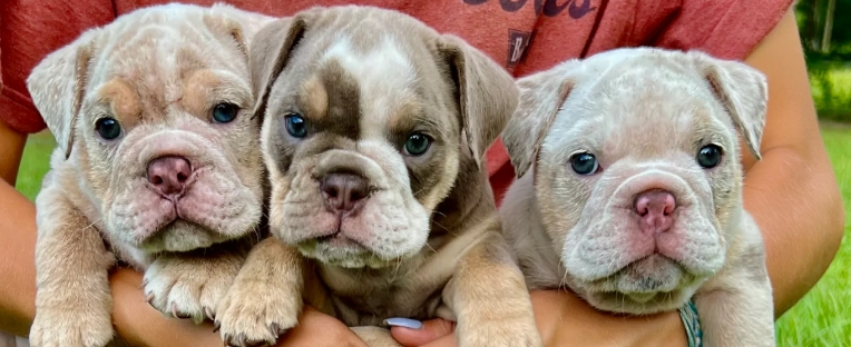 english bulldog puppies near me