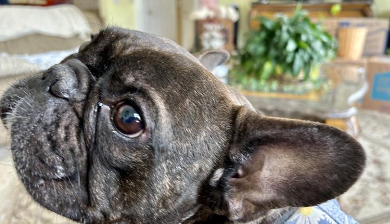 royal canin french bulldog 9kg