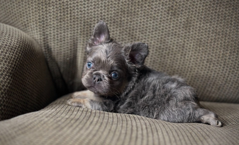fluffy french bulldog for sale