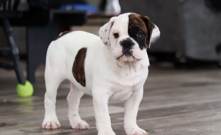 english bulldog adoption