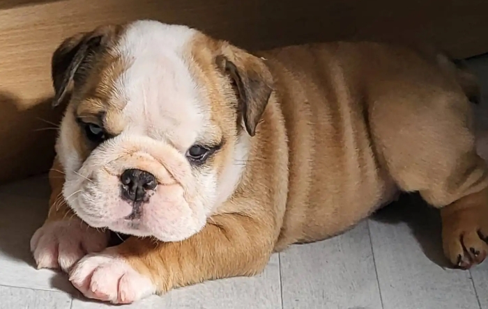 bulldogs for sale near me
