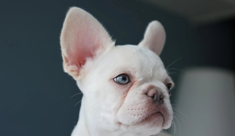 french bulldog breeders