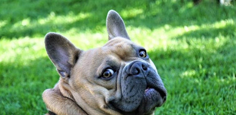 french bulldog near me