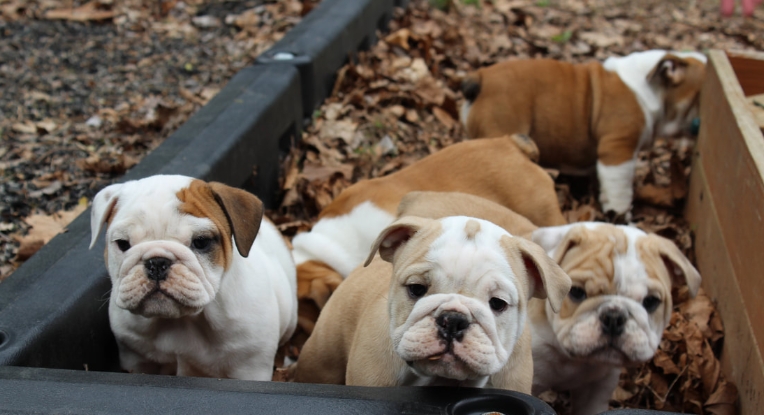 english bulldog puppies for sale